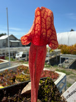 Close-up of a red pitcher plant with a blurred background