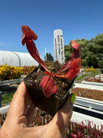 Red pitcher plant held by a hand with a blurred background