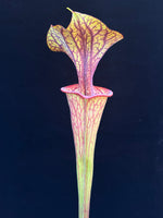 Sarracenia oreophila "UCB x Sand Mountain" x flava var. ornata F-1