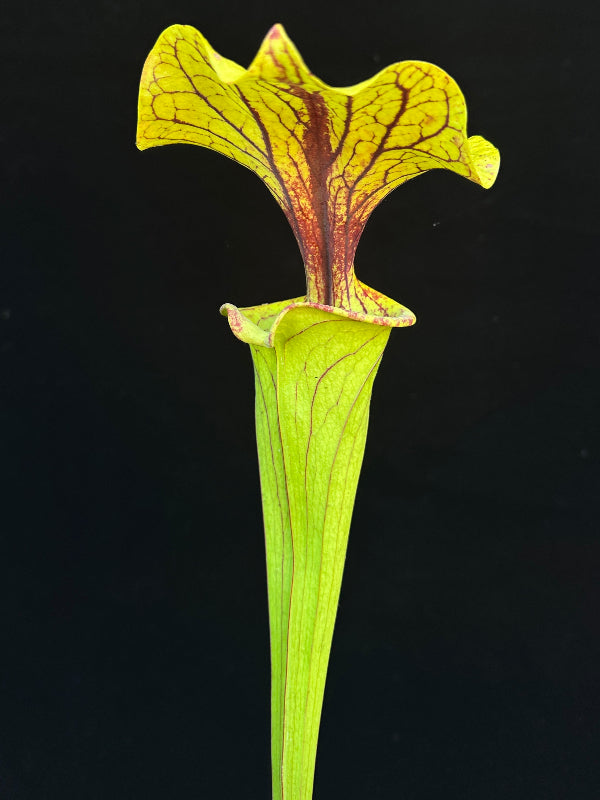 Sarracenia oreophila "UCB x Sand Mountain" x flava var. ornata F-1