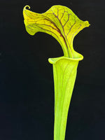 Sarracenia oreophila "UCB x Sand Mountain" x flava var. ornata F-1