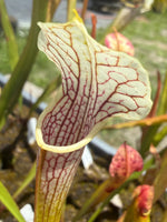 Sarracenia ( oreophila x leucophylla ) x self Pitcher Plant