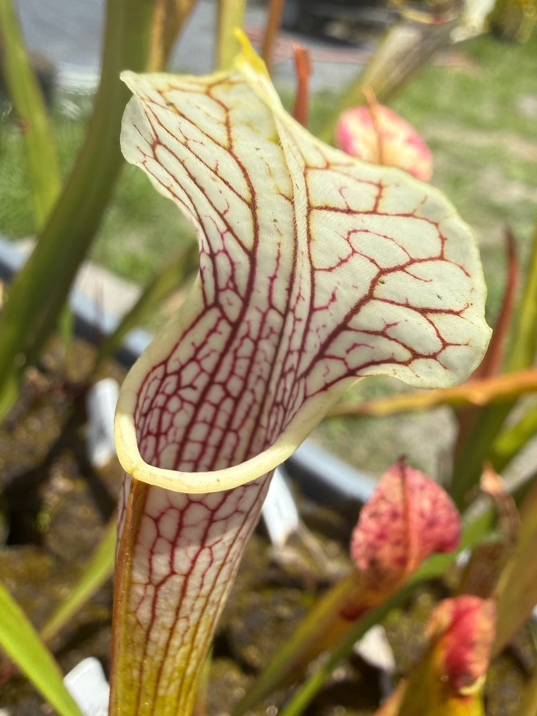 Sarracenia ( oreophila x leucophylla ) x self Pitcher Plant