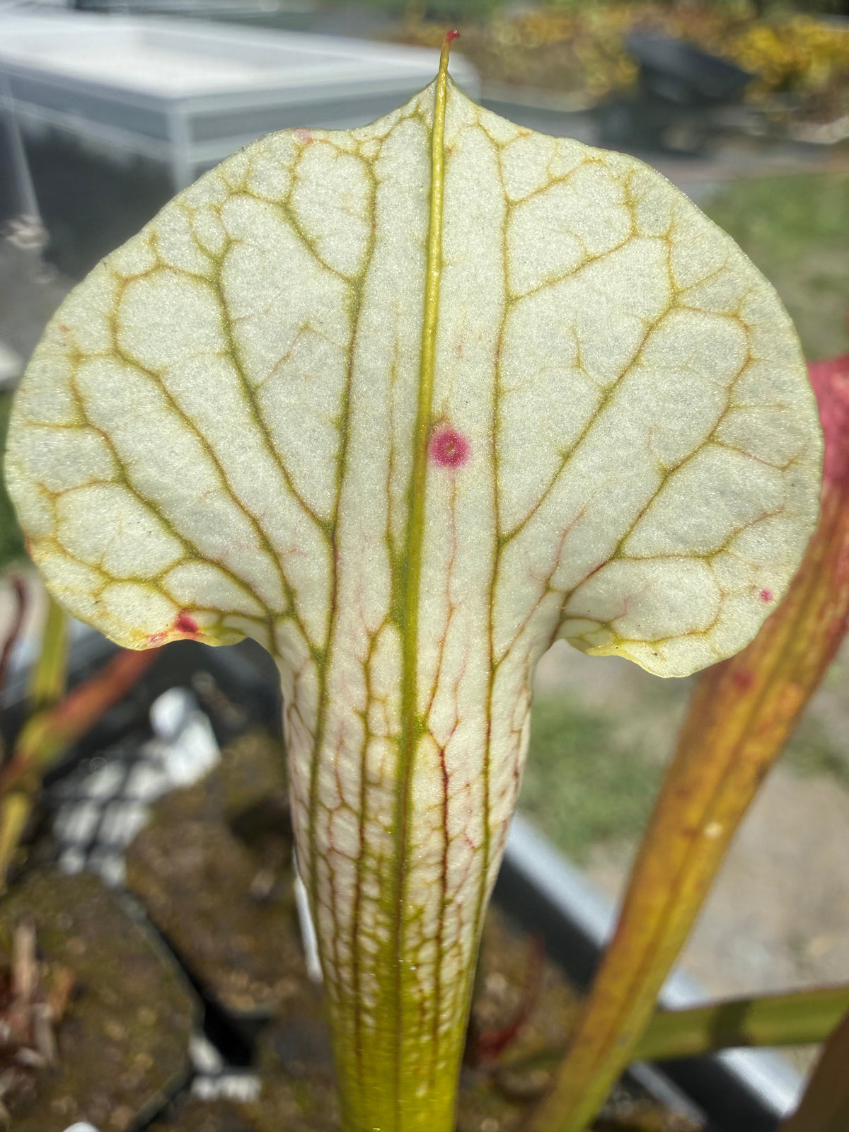 Sarracenia ( oreophila x leucophylla ) x self Pitcher Plant 1