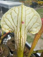 Sarracenia ( oreophila x leucophylla ) x self Pitcher Plant 1