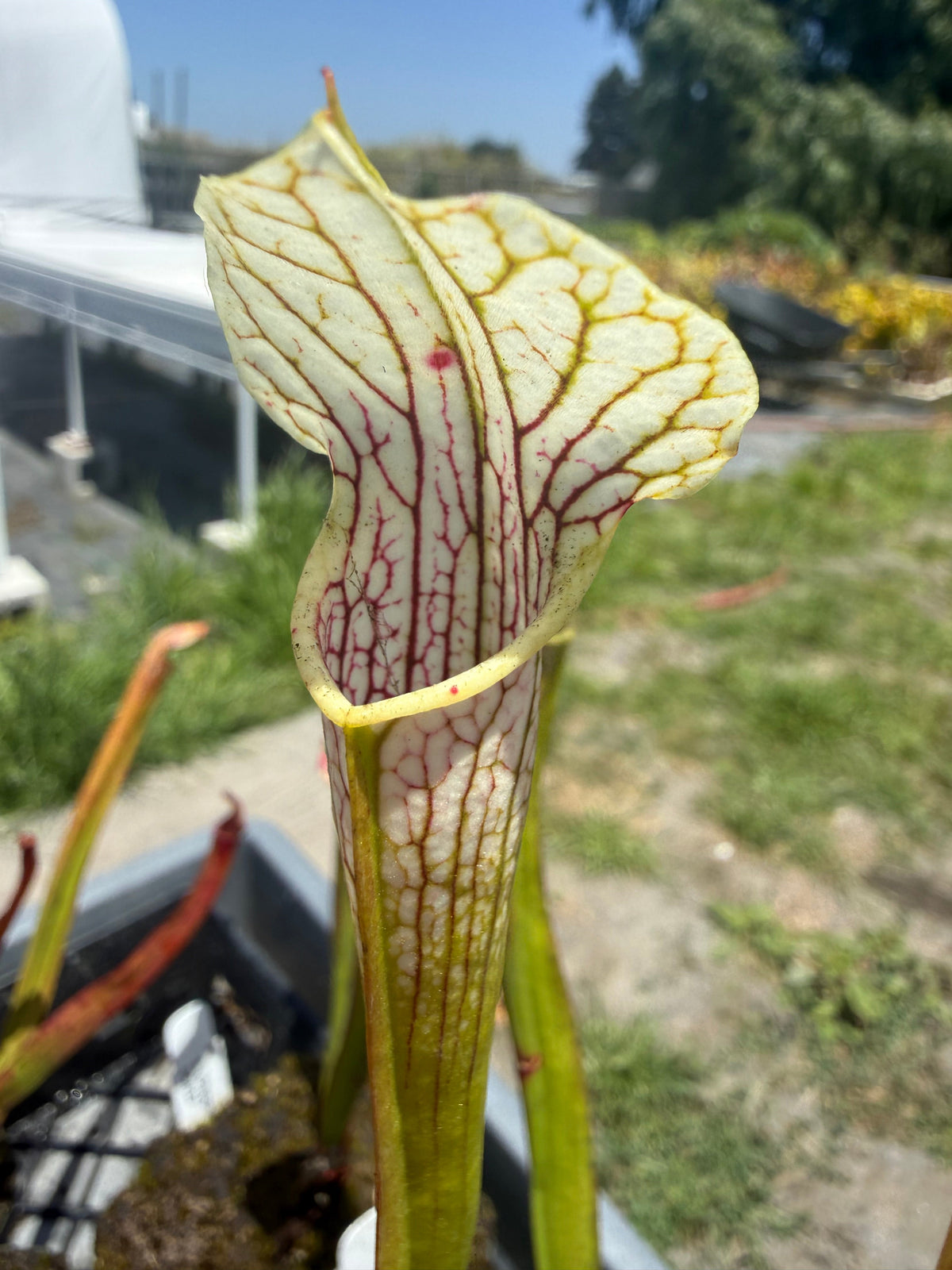 Sarracenia ( oreophila x leucophylla ) x self Pitcher Plant