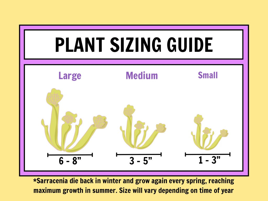 Sarracenia rubra ssp. jonesii “Etowah, Henderson Co, NC” Potted (PERMIT)