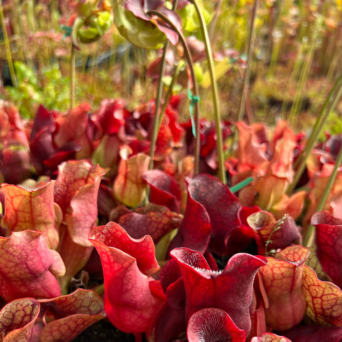 Sarracenia purpurea ssp. venosa pitcher plant