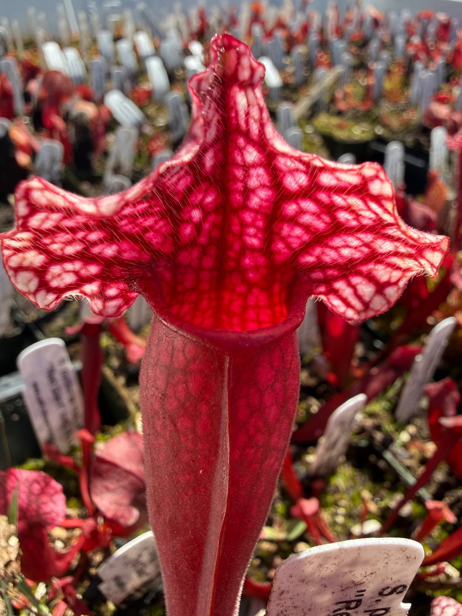 Sarracenia purpurea ssp venosa var montana x leucophylla Red Giant MKL18 x self Pitcher Plant