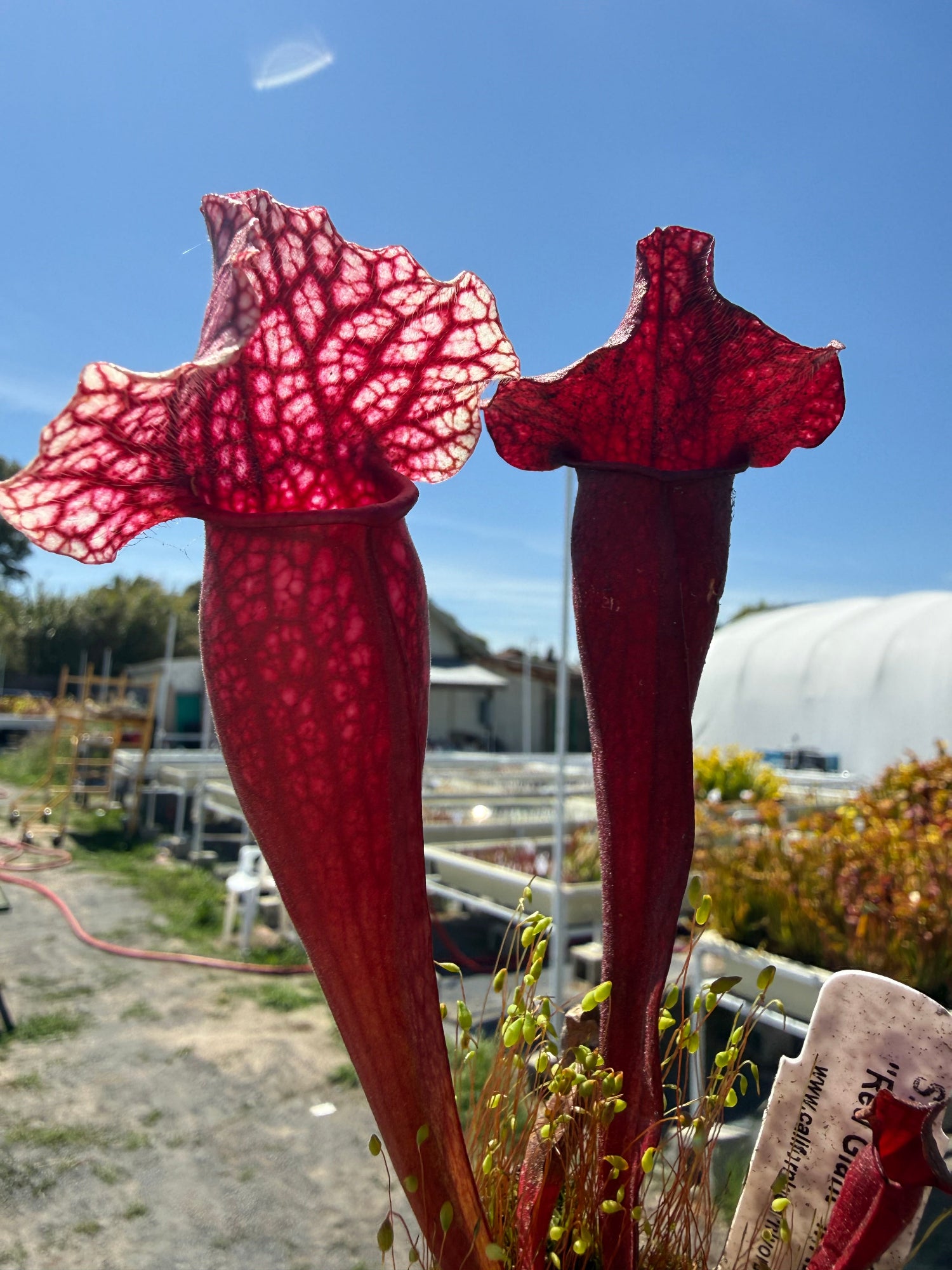 Sarracenia purpurea ssp venosa var montana x leucophylla Red Giant MKL18 x self Pitcher Plant