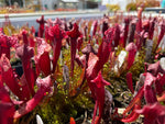 Sarracenia purpurea ssp venosa var montana x leucophylla Red Giant MKL18 x self Pitcher Plant