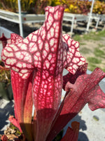 Sarracenia purpurea ssp venosa var montana x leucophylla Red Giant MKL18 x self Pitcher Plant