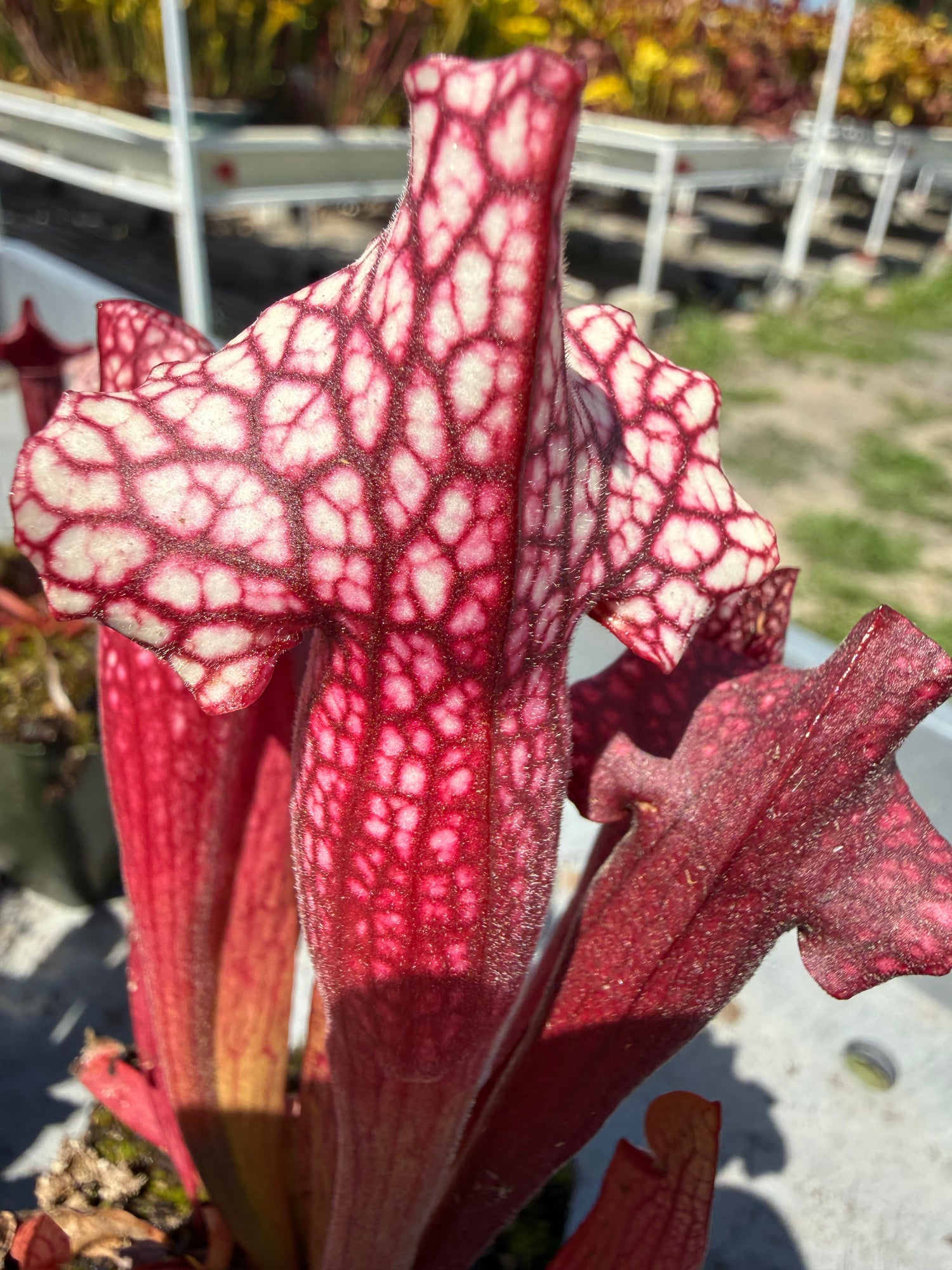 Sarracenia purpurea ssp venosa var montana x leucophylla Red Giant MKL18 x self Pitcher Plant