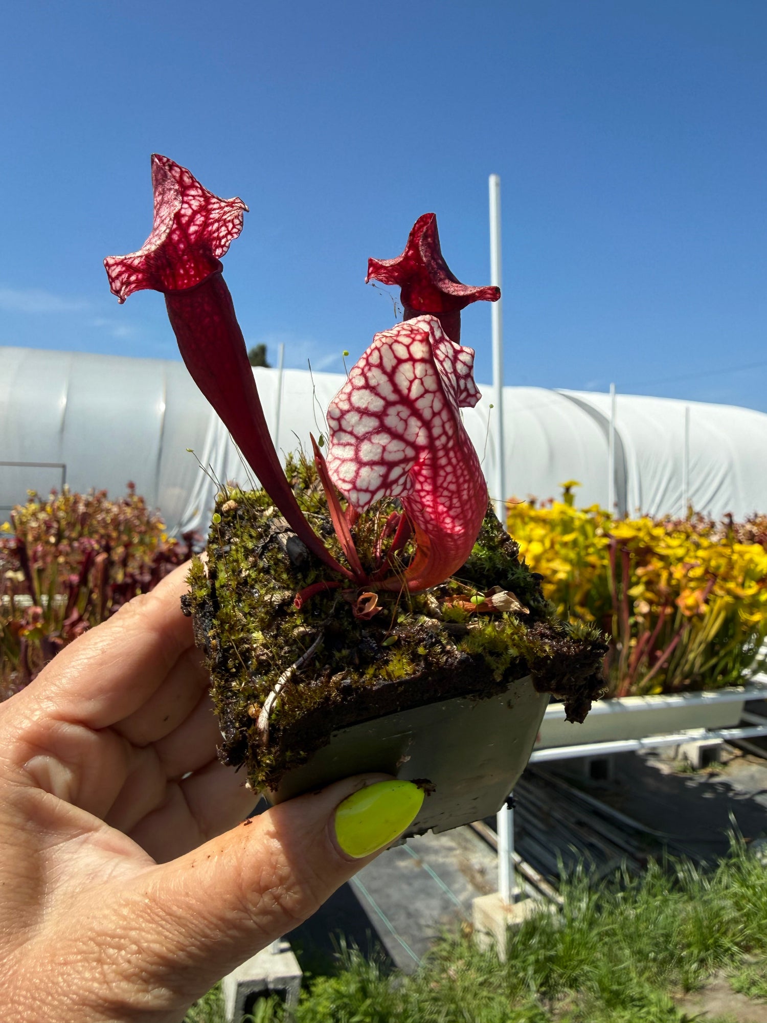 Sarracenia purpurea ssp venosa var montana x leucophylla Red Giant MKL18 x self Pitcher Plant