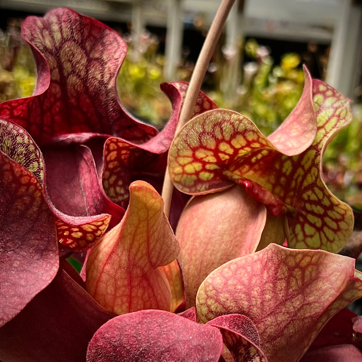 Close-up of Sarracenia purpurea v. burkii pitcher plants with vibrant red and yellow patterns inside the pitchers.