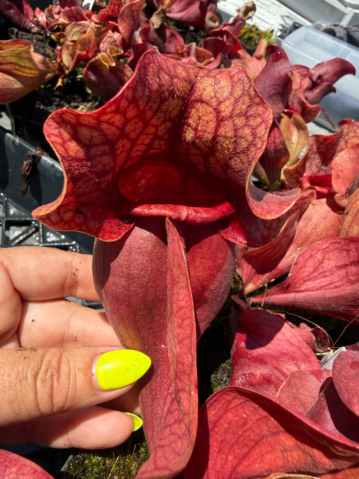 Close-up of a person's hand with yellow nail polish holding a red pitcher plant.