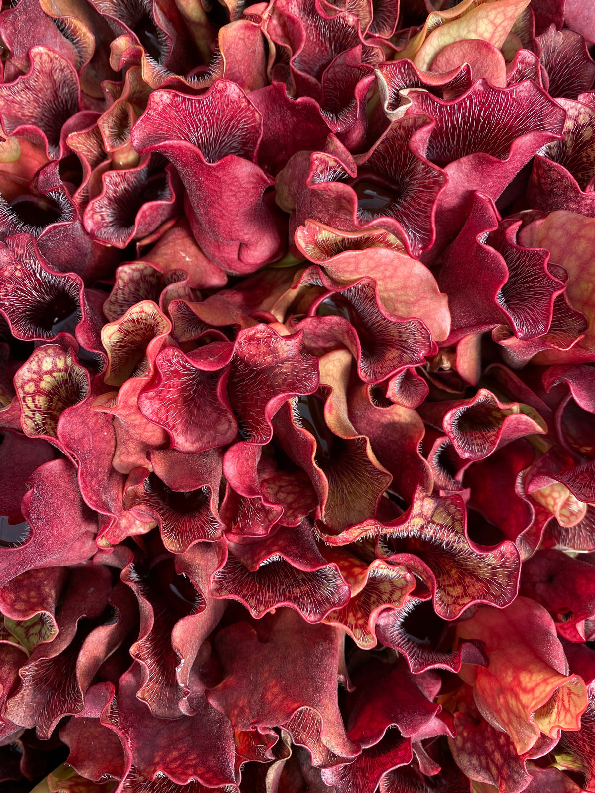 A close-up of a dense cluster of ruffled, tubular pitchers in deep burgundy, red, and muted pink tones.