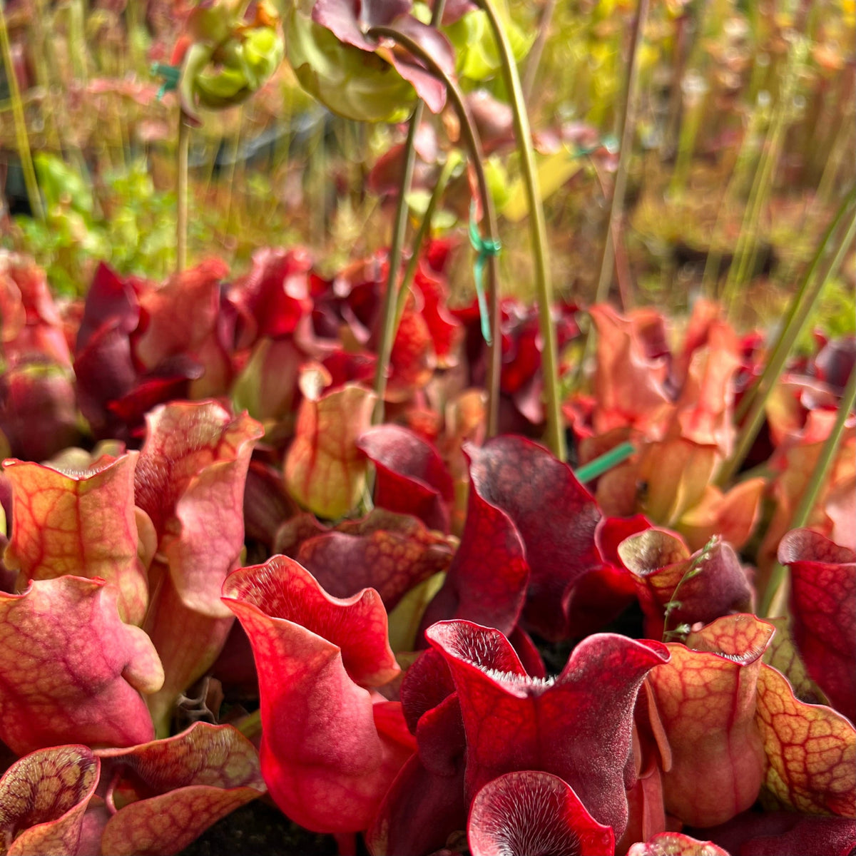 A close-up view of a dense cluster of Sarracenia pitcher plants, showing their deep red and pinkish-red tubular traps with yellow-green veining, set against a blurred natural background.
