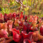 A close-up view of a dense cluster of Sarracenia pitcher plants, showing their deep red and pinkish-red tubular traps with yellow-green veining, set against a blurred natural background.