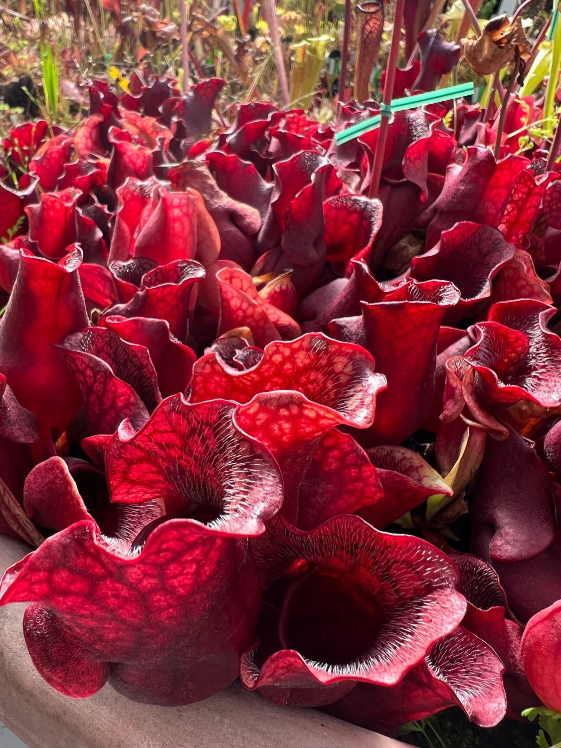 Close-up of red pitcher plants in a natural setting