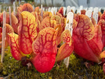 Close-up of red and yellow pitcher plants with labels in a greenhouse setting.