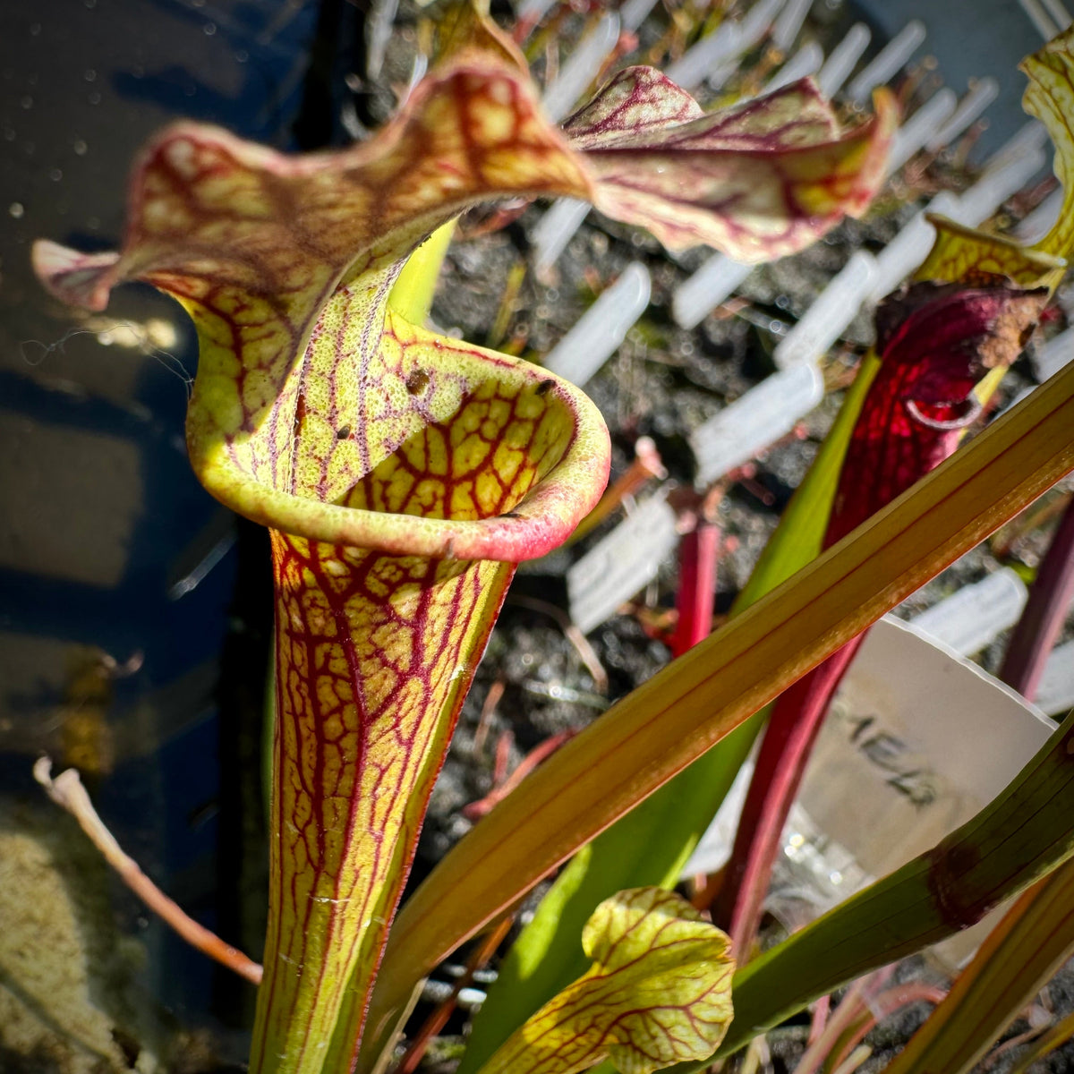 A potted Sarracenia plant with green, red, and yellow pitcher foliage, in a natural outdoor setting.