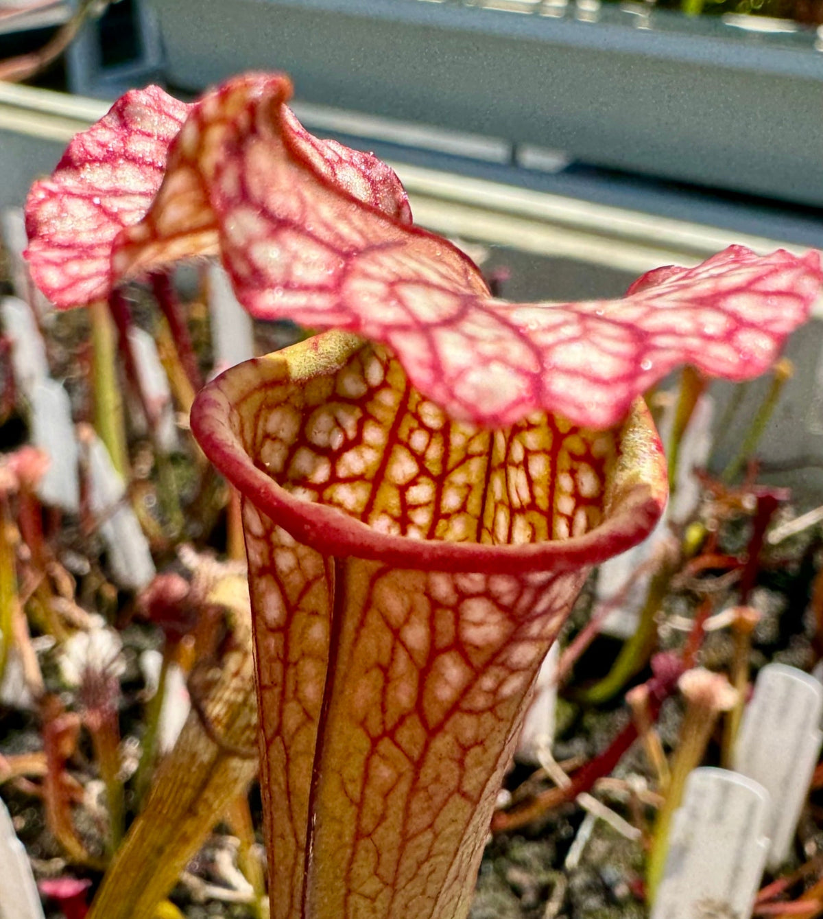Close up of red and green sarracenia pitcher
