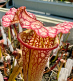 Close up of red and green sarracenia pitcher
