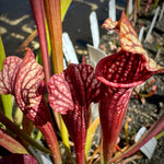 a grup of red Sarracenia pitchers with white and yellow lids and red venation