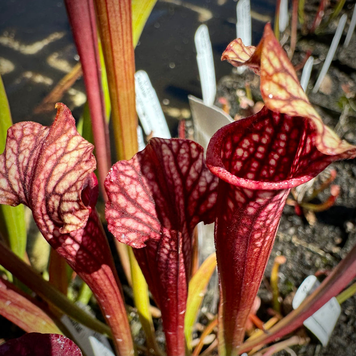 a grup of red Sarracenia pitchers with white and yellow lids and red venation