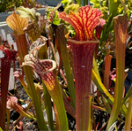 Sarracenia pitchers that are green and red venated in a garden setting