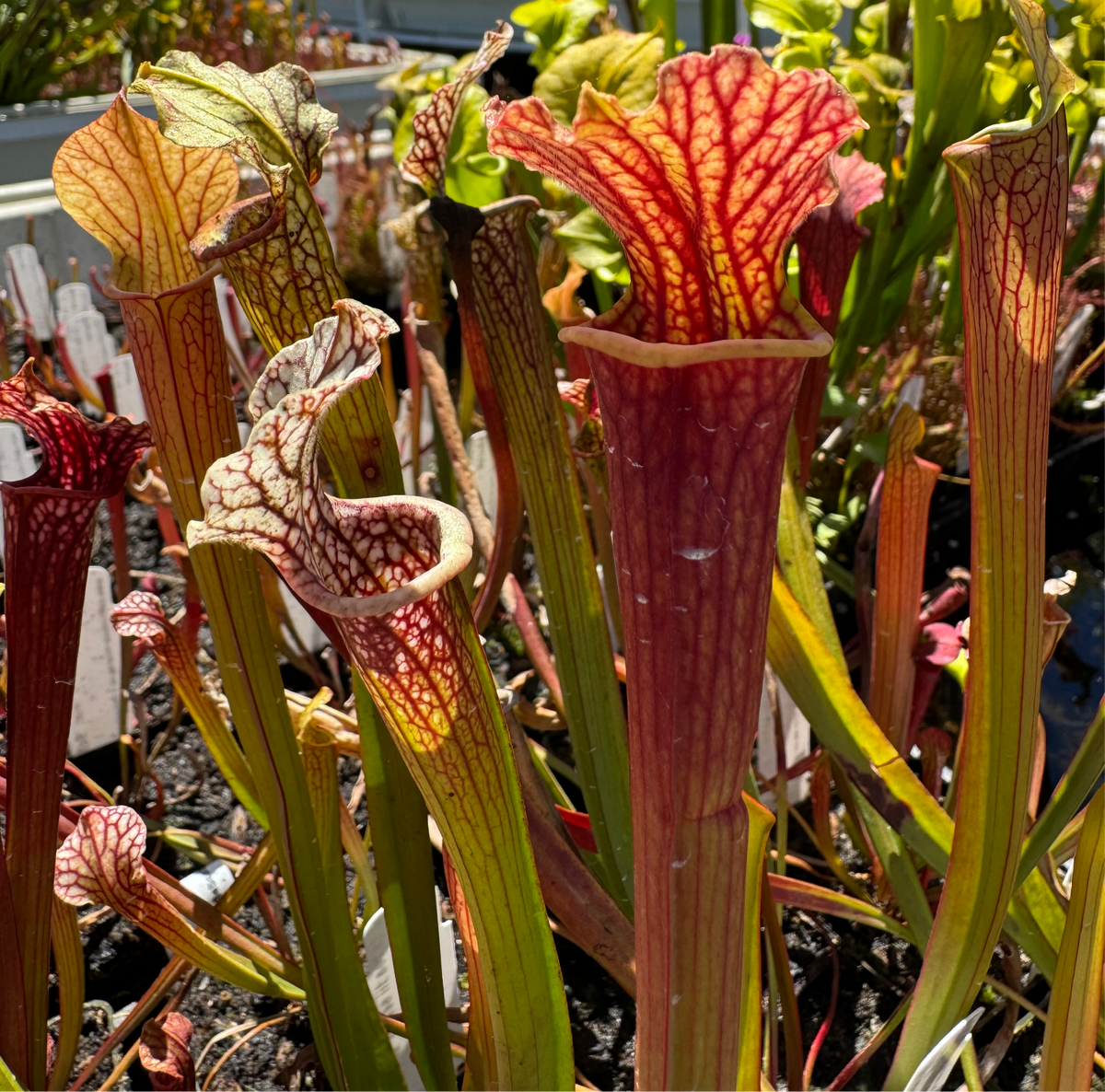 Sarracenia pitchers that are green and red venated in a garden setting