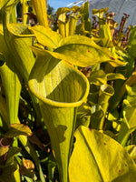 Close-up of a yellow-green pitcher plant (Sarracenia) in a field of similar plants, with bright sunlight casting strong shadows.
