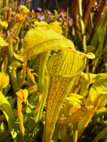 A close-up of a yellow pitcher plant with green and yellow leaves, showing the distinctive tubular hooded pitcher with fine red-brown veining.
