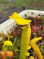 A close-up of a yellow pitcher plant with a green stem, shown among other carnivorous plants