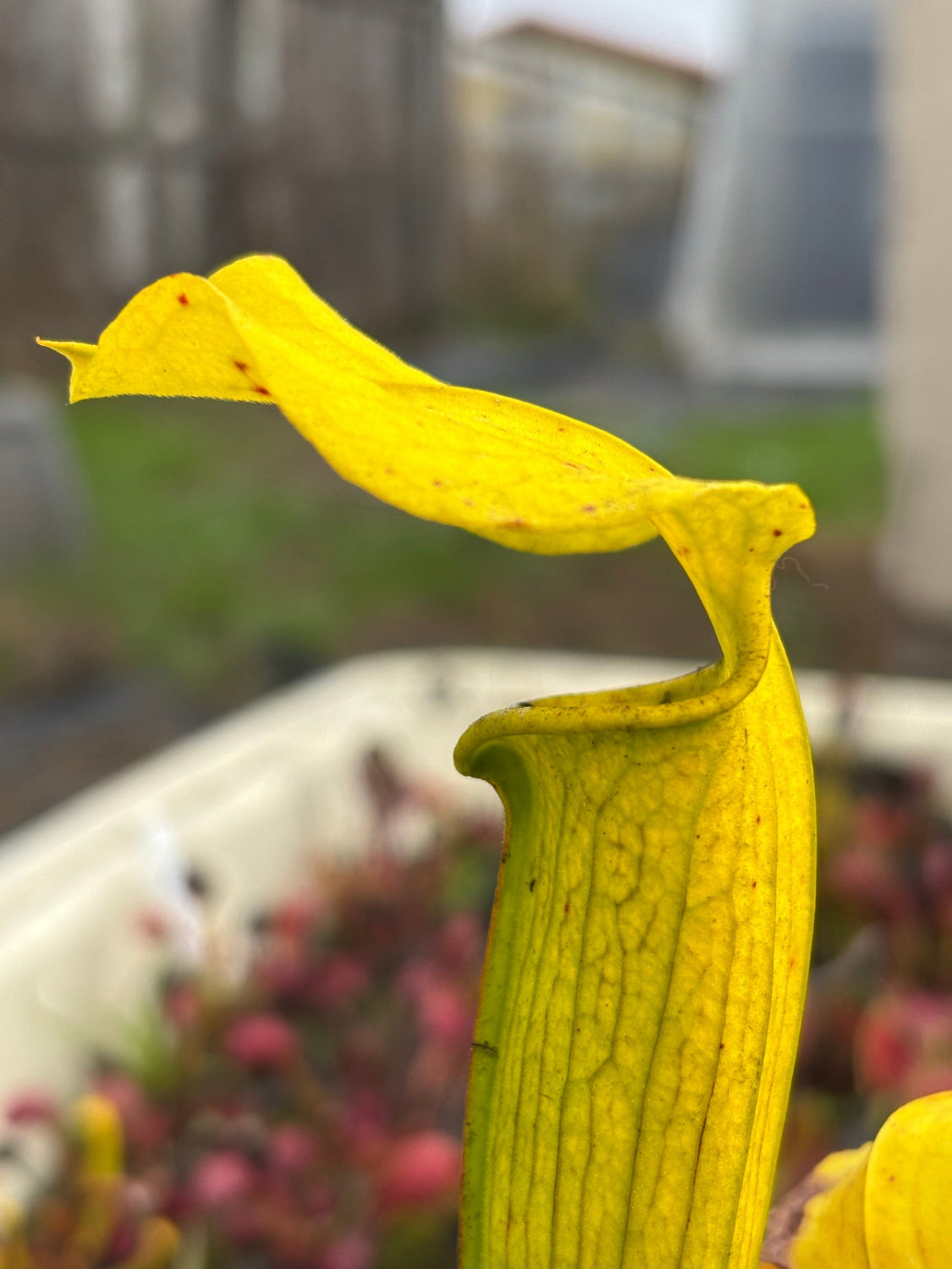 A close-up of a bright yellow pitcher plant with a curled-up top lip, photographed outdoors against a blurred garden background.