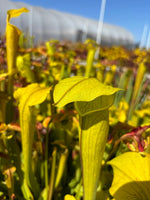 A close-up shot of a bright yellow pitcher plant in a field, with other similar plants and a blurred greenhouse structure in the background.