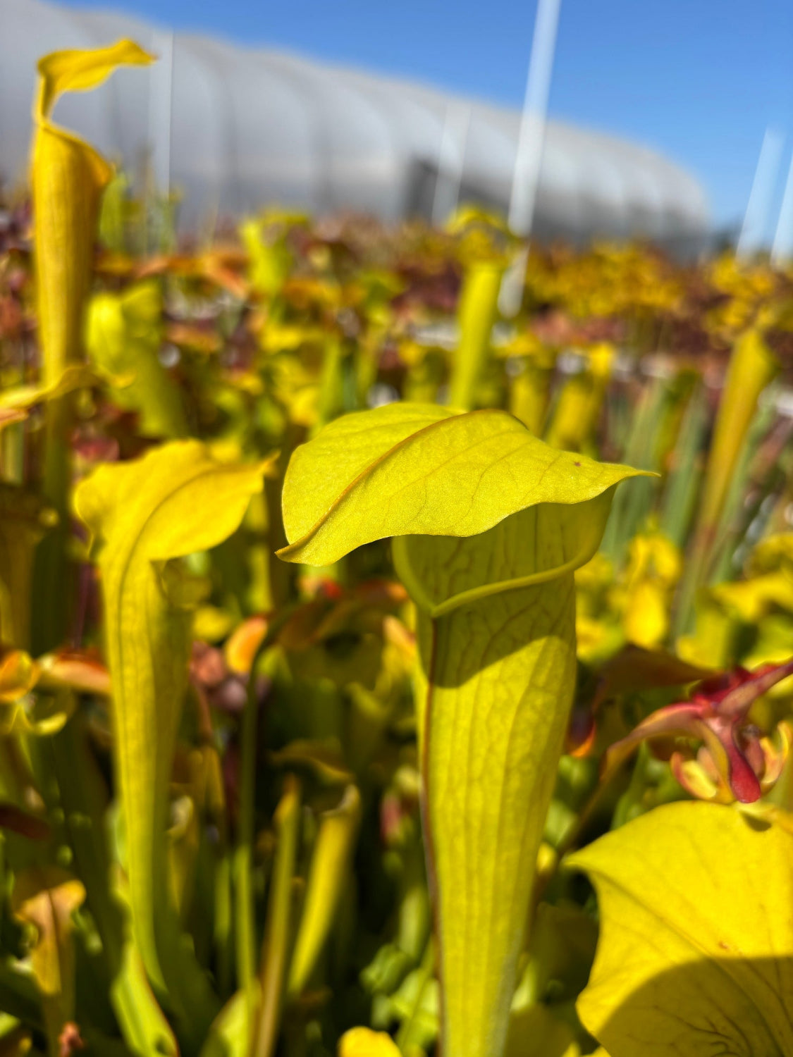A close-up shot of a bright yellow pitcher plant in a field, with other similar plants and a blurred greenhouse structure in the background.