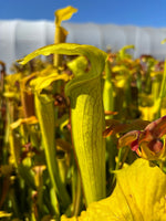 A close-up of a yellow pitcher plant with green and reddish accents, surrounded by similar plants in a field under a blue sky.