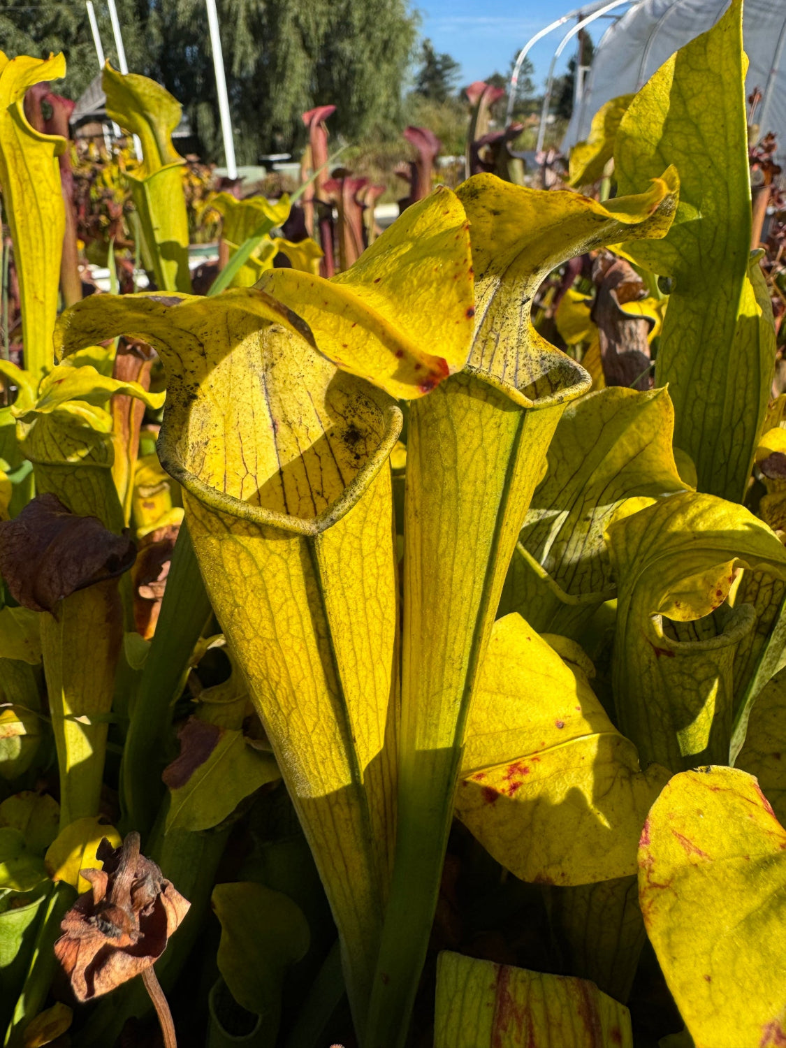 A close-up of a yellow pitcher plant (Sarracenia) in a sunny outdoor garden or nursery setting, surrounded by other green and yellow foliage.