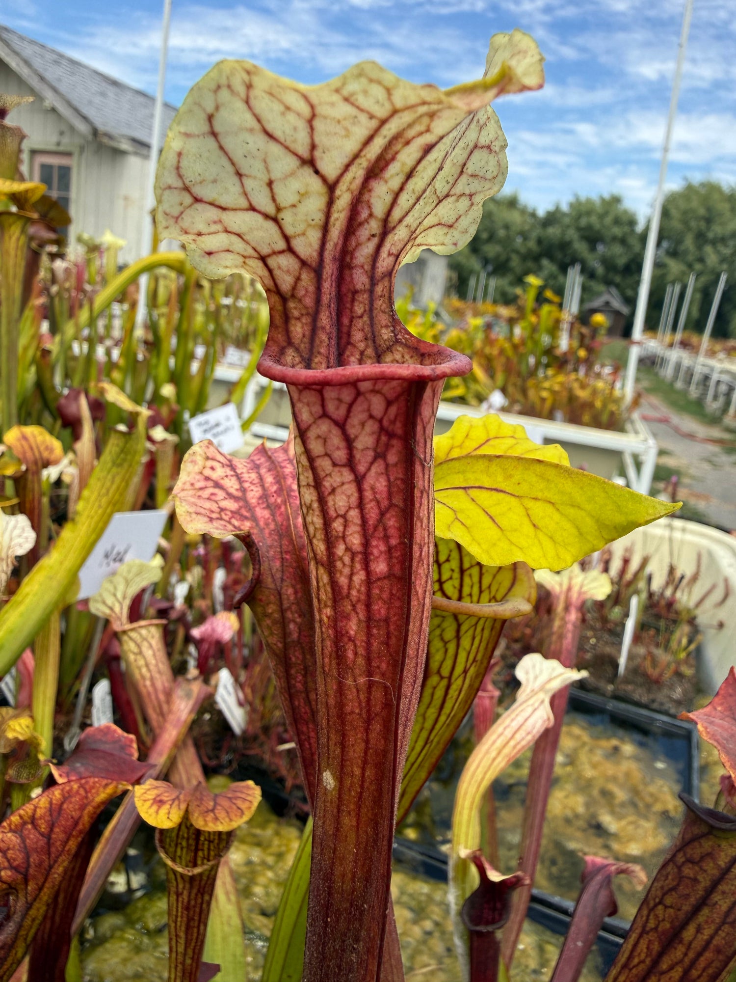 Sarracenia rubra alabamensis x leucophylla Schnell’s Ghost x Saurus Pitcher Plant