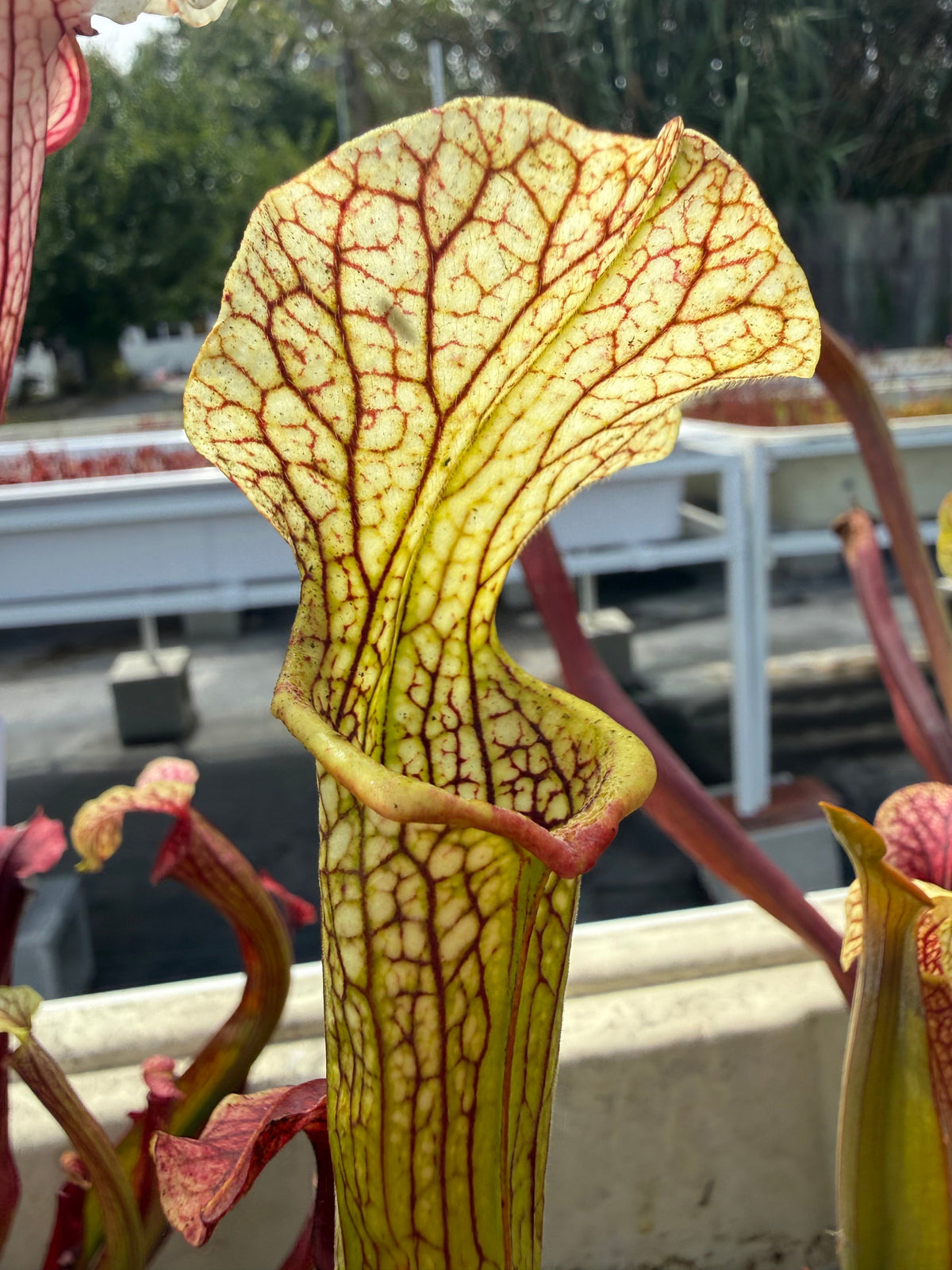 Sarracenia rubra alabamensis x leucophylla Schnell’s Ghost x Saurus Pitcher Plant