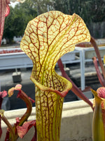 Sarracenia rubra alabamensis x leucophylla Schnell’s Ghost x Saurus Pitcher Plant
