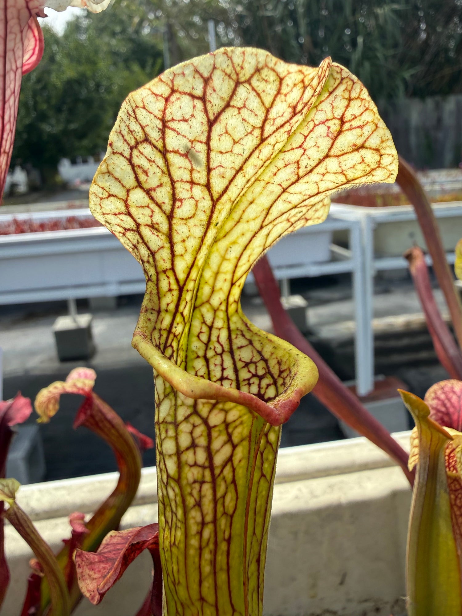 Sarracenia rubra alabamensis x leucophylla Schnell’s Ghost x Saurus Pitcher Plant