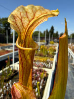 Sarracenia rubra alabamensis x leucophylla Schnell’s Ghost x Saurus Pitcher Plant