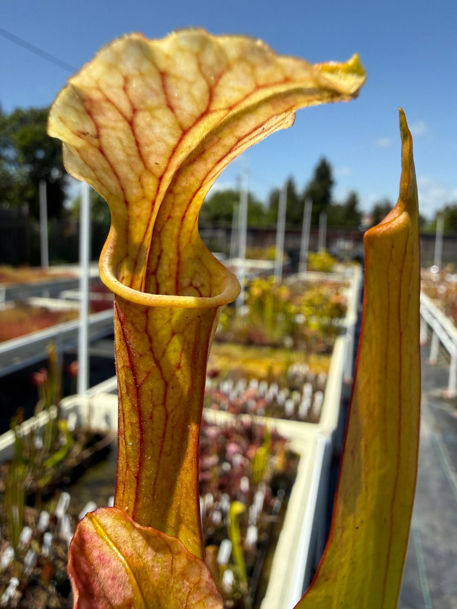 Sarracenia rubra alabamensis x leucophylla Schnell’s Ghost x Saurus Pitcher Plant