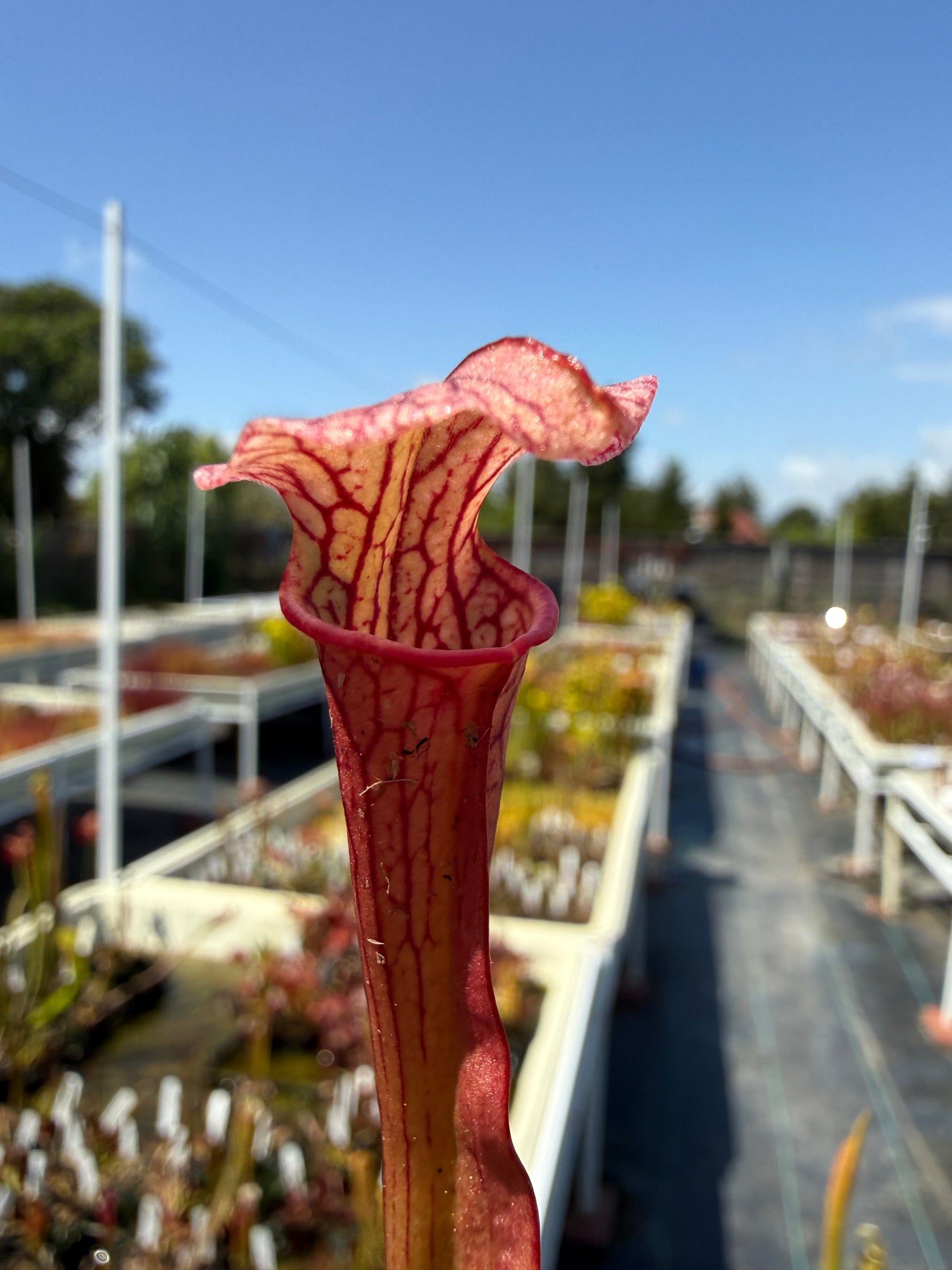 Sarracenia rubra alabamensis x leucophylla Schnell’s Ghost x Saurus Pitcher Plant
