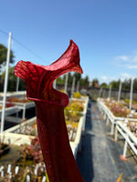 Sarracenia rubra alabamensis x leucophylla Schnell’s Ghost x Saurus Pitcher Plant