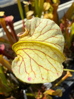 Sarracenia rubra alabamensis x leucophylla Schnell’s Ghost x Saurus Pitcher Plant