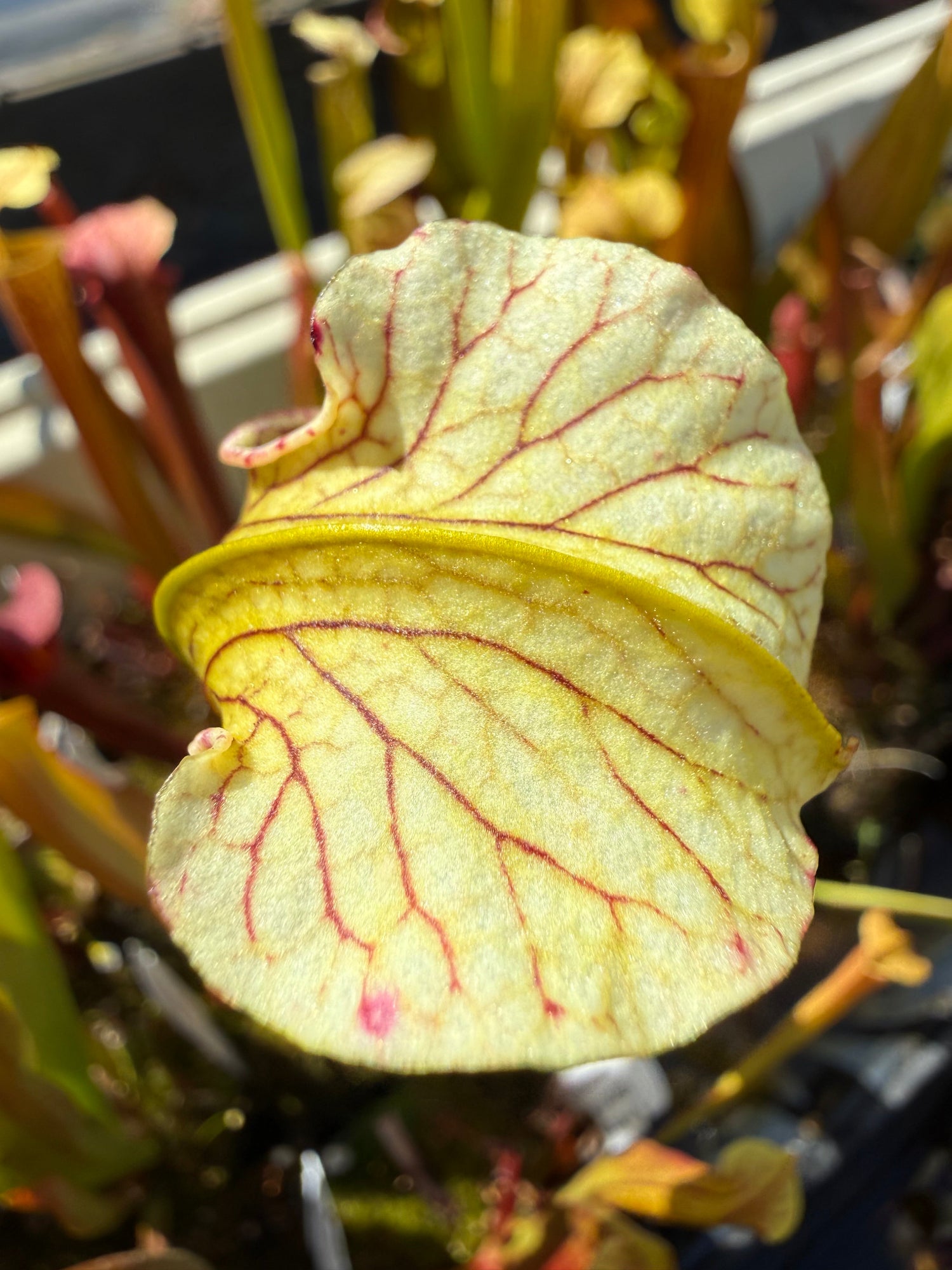 Sarracenia rubra alabamensis x leucophylla Schnell’s Ghost x Saurus Pitcher Plant